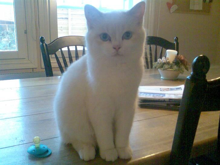 Blanding af racer Olfert billede 1