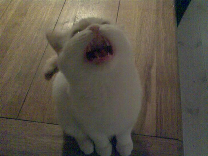 Blanding af racer Olfert billede 2