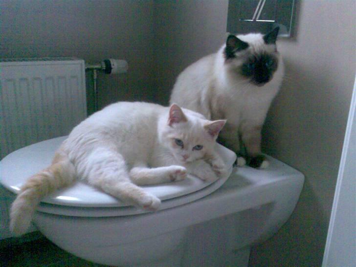 Blanding af racer Olfert billede 3