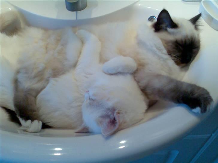 Blanding af racer Olfert billede 4