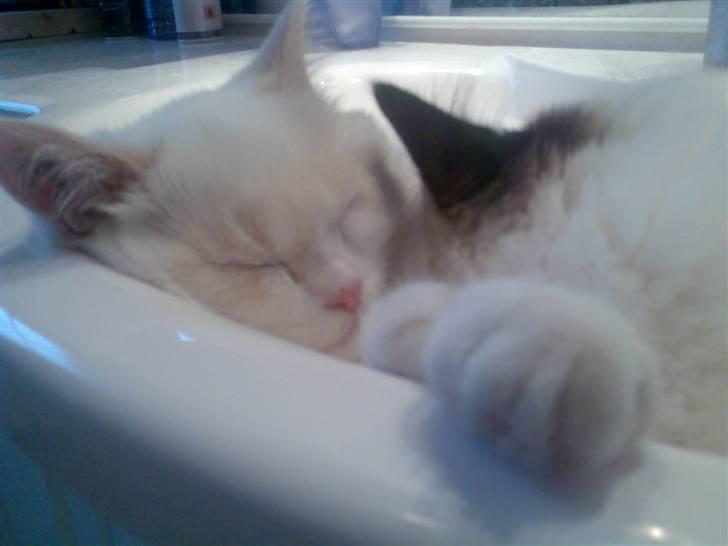 Blanding af racer Olfert billede 5