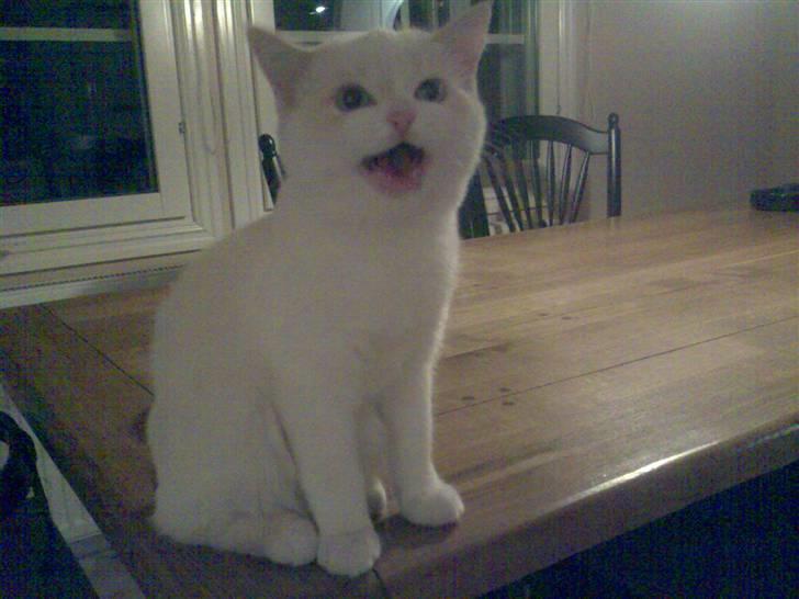 Blanding af racer Olfert billede 6