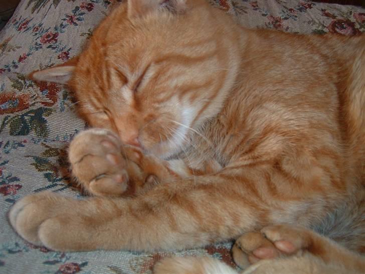 Huskat Tiger      (R.I.P.) billede 1