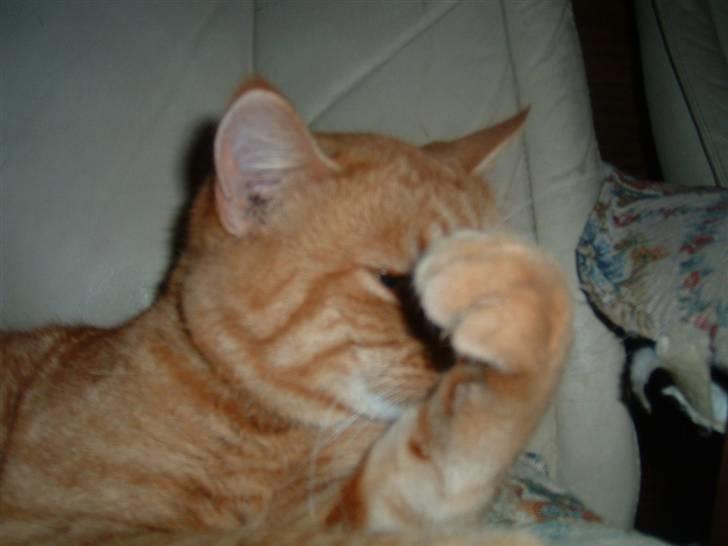 Huskat Tiger      (R.I.P.) billede 2