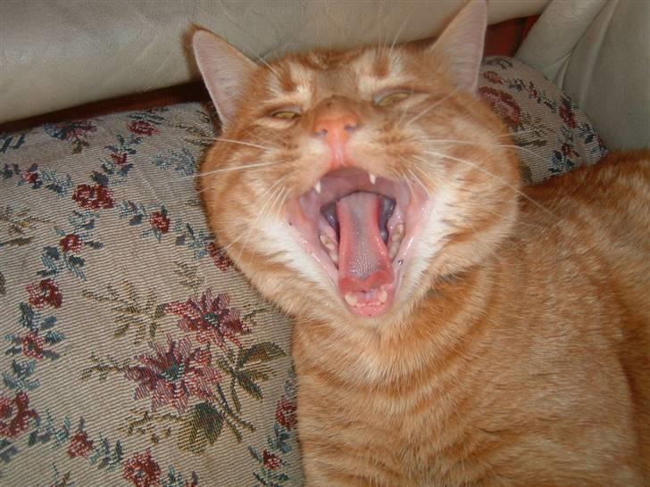 Huskat Tiger      (R.I.P.) billede 3