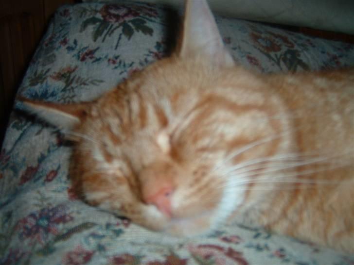 Huskat Tiger      (R.I.P.) billede 4