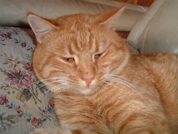 Huskat Tiger      (R.I.P.) billede 5