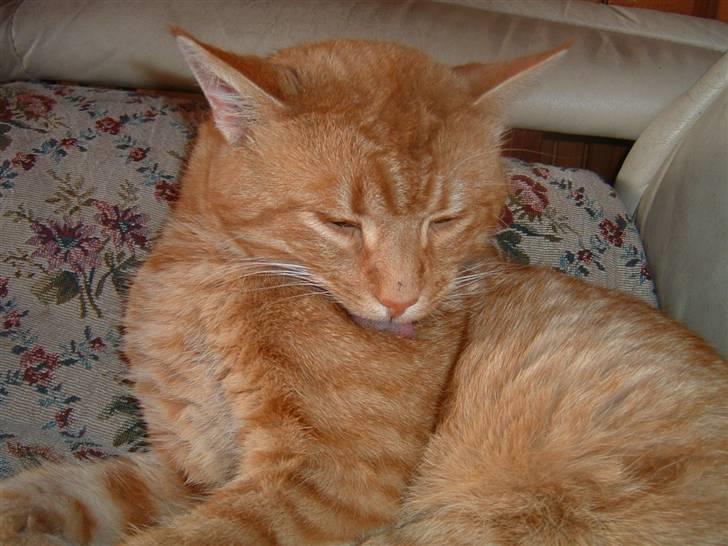 Huskat Tiger      (R.I.P.) billede 6