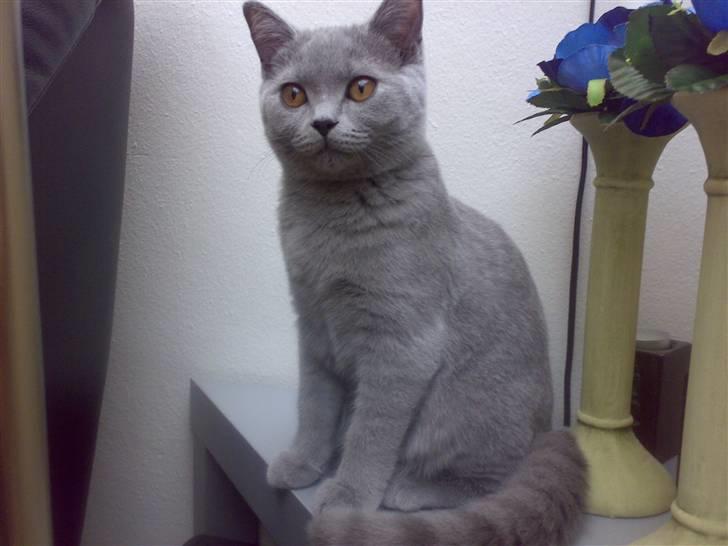 British Shorthair Mulle - En rigtig lille Prinsesse! billede 13