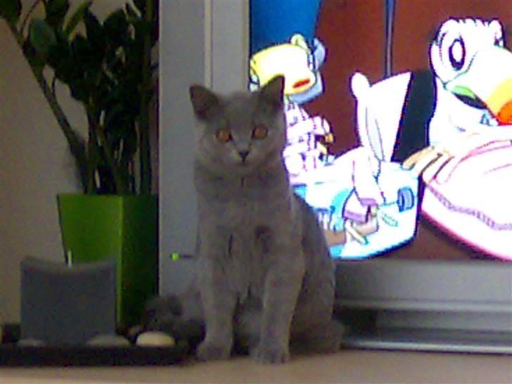 British Shorthair Mulle billede 14