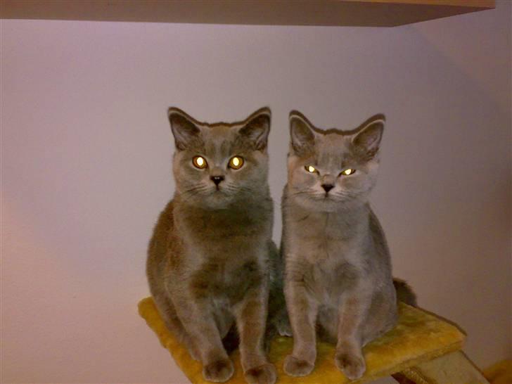 British Shorthair Mulle - Pumba og Mulle venter på mad... billede 15