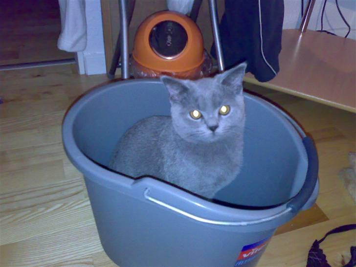 British Shorthair Pumba billede 17