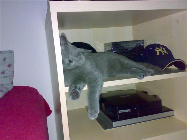 British Shorthair Pumba billede 18