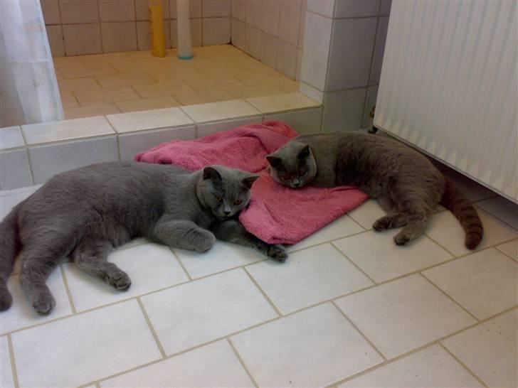 British Shorthair Pumba - Her ligger Pumba og Tulle og varmer sig på gulvet.. billede 19