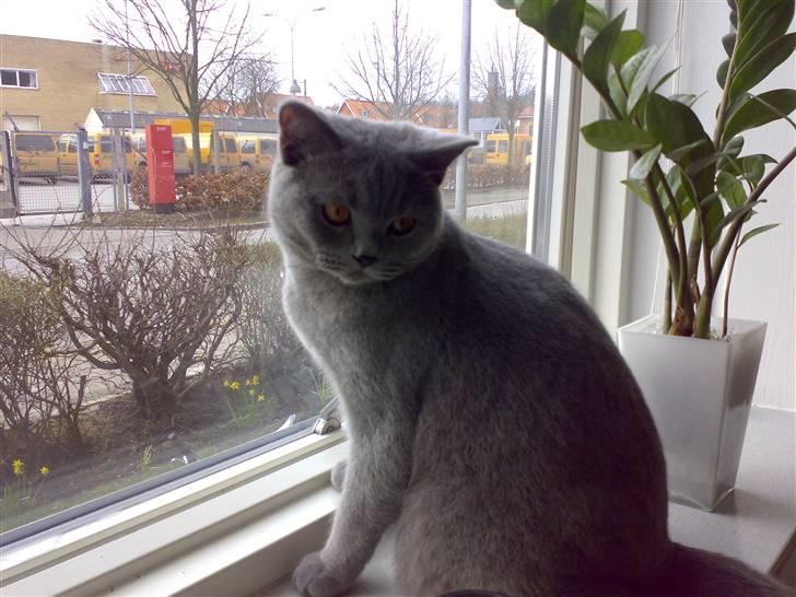 British Shorthair Pumba - Han er blevet hel vild med at sætte ved viduet.. Der sker jo meget udenfor... billede 20