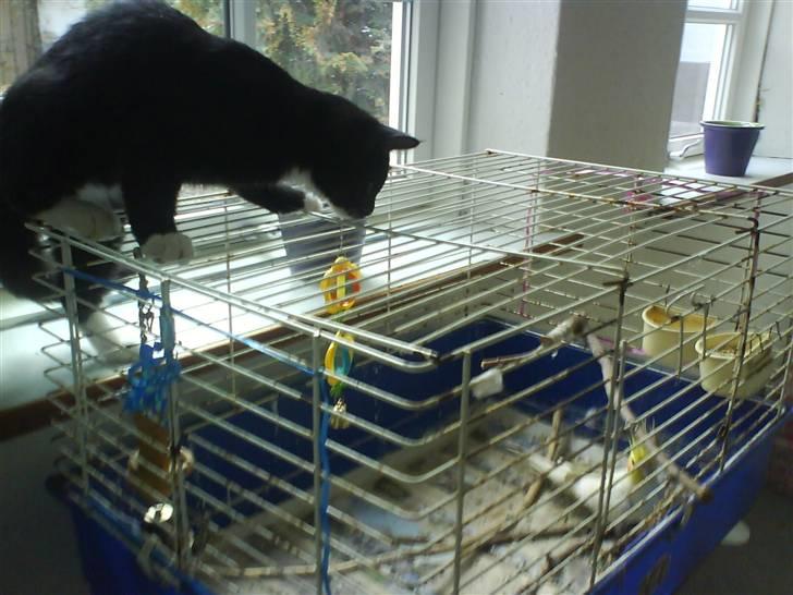 Blanding af racer Lullu (Død) :'( - Uhh! det var simpelthen for fristene ! Den fugl var godt nok lækker :P billede 8