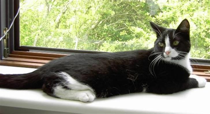 Huskat Sheba - sommerbilledet billede 1