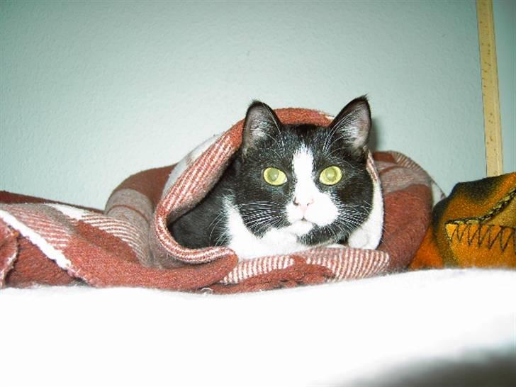 Huskat Sheba - hun har lige fået sin skøndhedssøvn =) billede 2