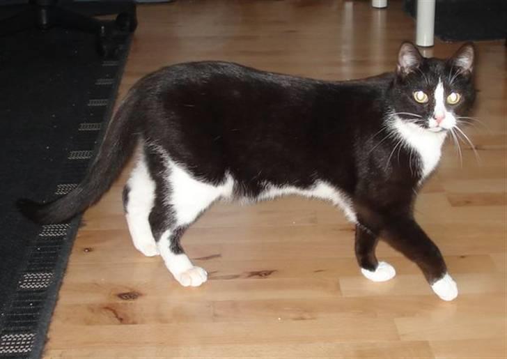 Huskat Sheba - mors lille tiger billede 3