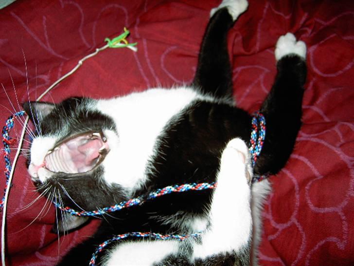 Huskat Sheba - se min bisser er de ikke fine billede 4