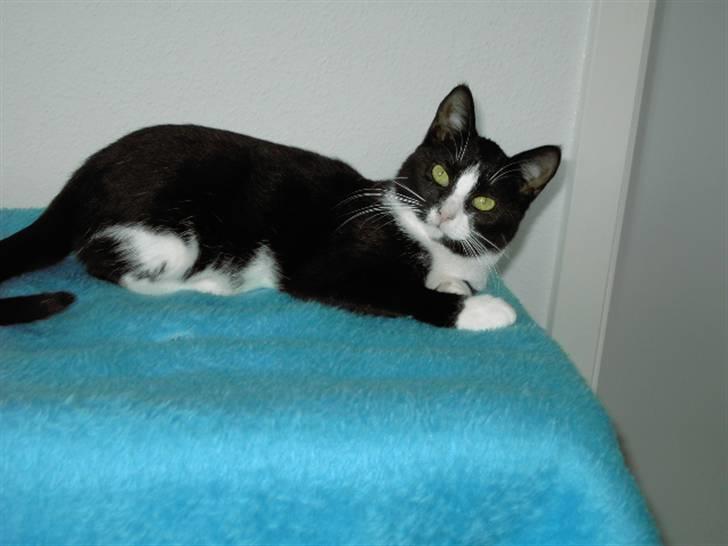 Huskat Sheba billede 5