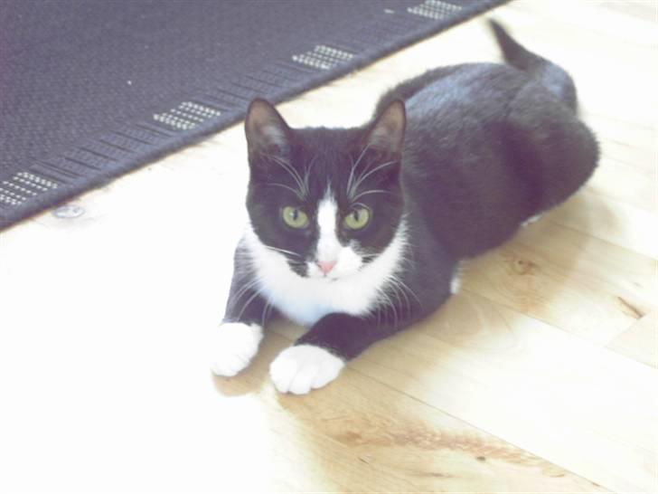 Huskat Sheba billede 6