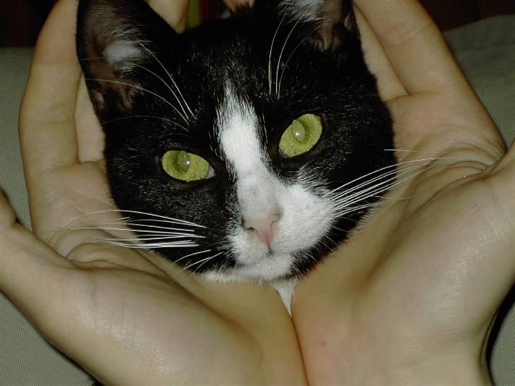 Huskat Sheba - smuk billede 7