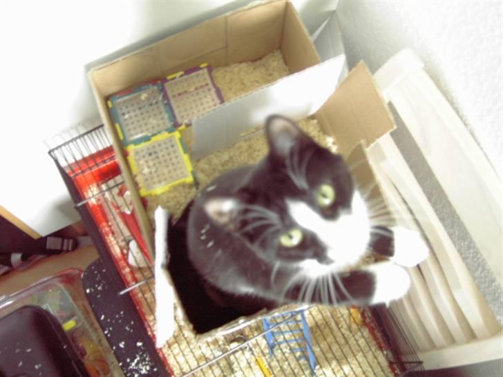 Huskat Sheba - aslå sheba det er ikke til dig det er til hamsteren  billede 8