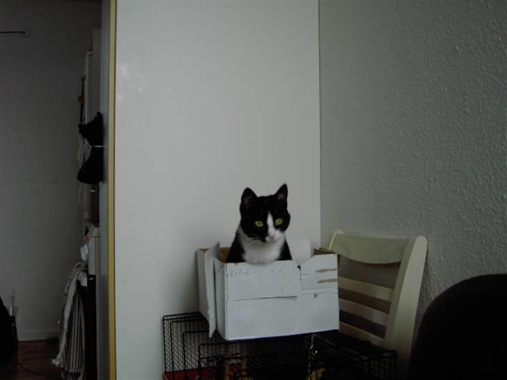 Huskat Sheba billede 9