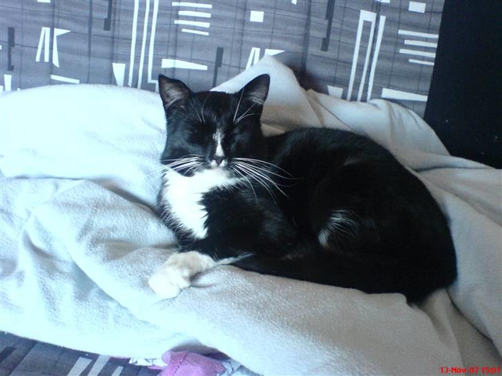 Huskat Bebe - Bebe hygger som altid billede 1