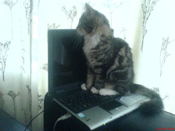 Norsk Skovkat Freja. - tror jeg vil være kontorassistent som stor. :D billede 2