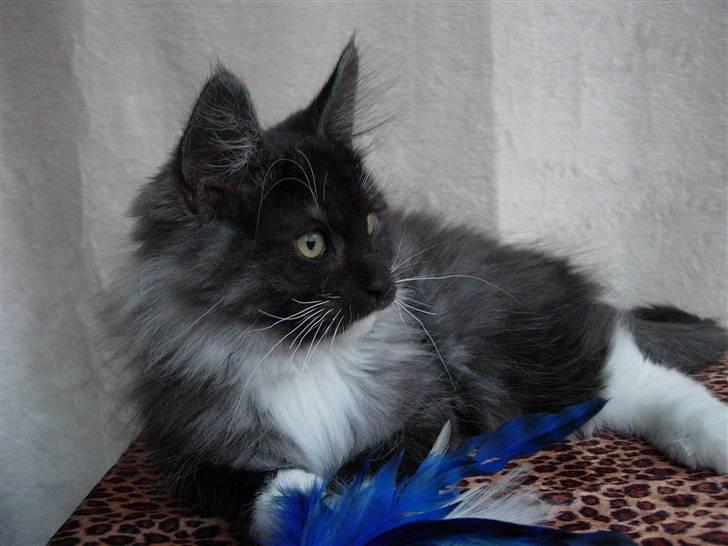 Norsk Skovkat Camissen's Conrad - Conrad 3½ måned billede 1