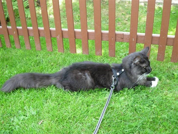 Norsk Skovkat Camissen's Conrad - Conrad 1 år billede 2