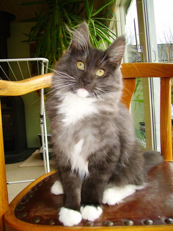 Norsk Skovkat Camissen's Conrad - 11/12 -07 billede 3