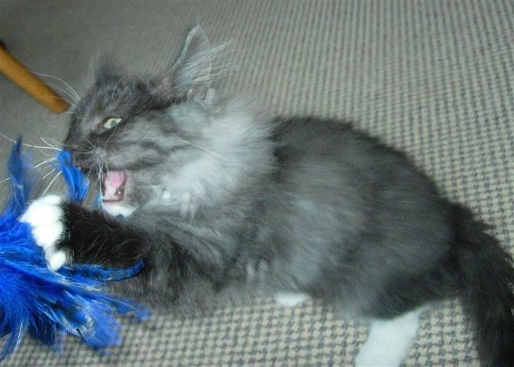 Norsk Skovkat Camissen's Conrad - 13/11 -07. Den store farlige misser, er ved at nedlægge en drillepind :) billede 4