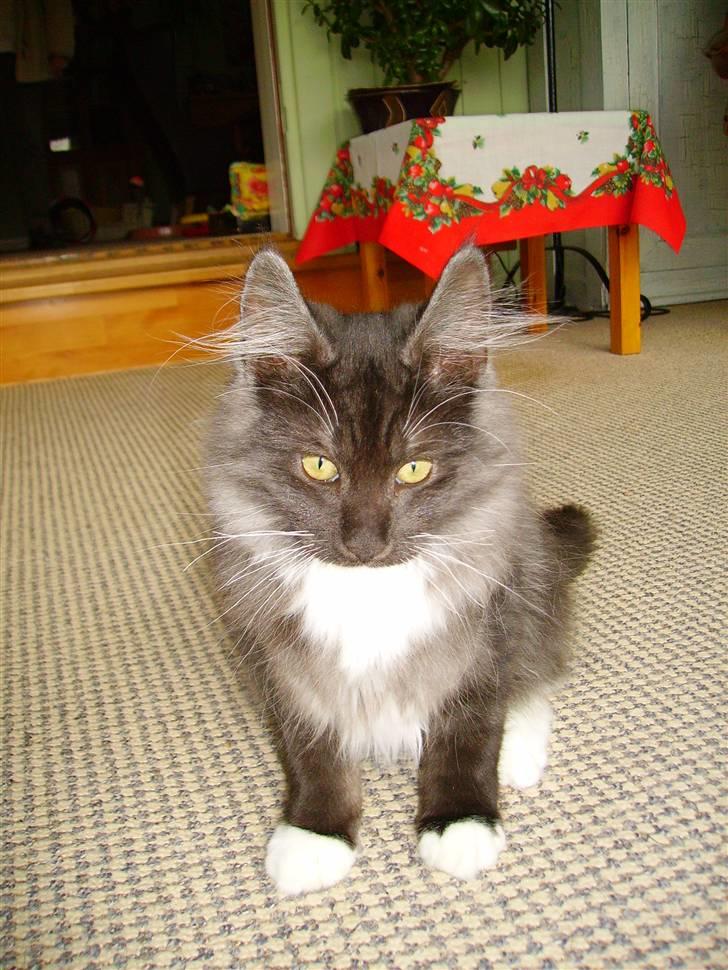 Norsk Skovkat Camissen's Conrad - 11/12 -07 billede 5