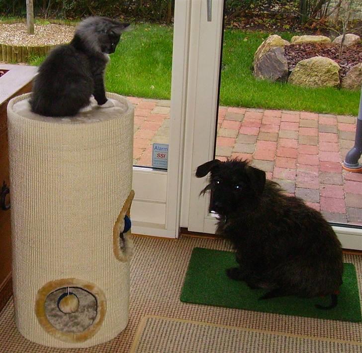 Norsk Skovkat Camissen's Conrad - Conrad 3½ måned og Tjiko 10 år billede 6