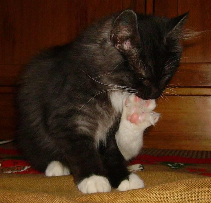 Norsk Skovkat Camissen's Conrad - 9/12 -07 billede 7