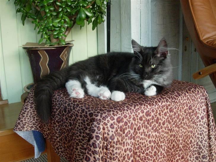 Norsk Skovkat Camissen's Conrad - 22/1-08 - En af Conrads favorit pladser billede 8