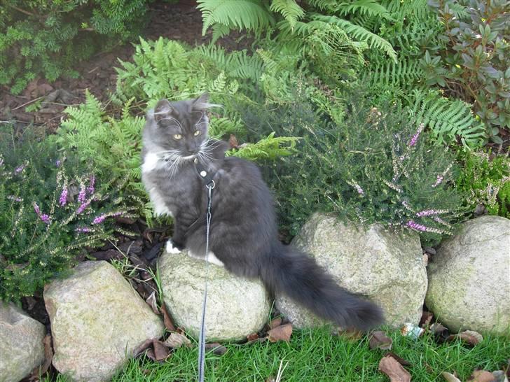 Norsk Skovkat Camissen's Conrad - 6 måneder - det er dejligt at være ude  billede 9