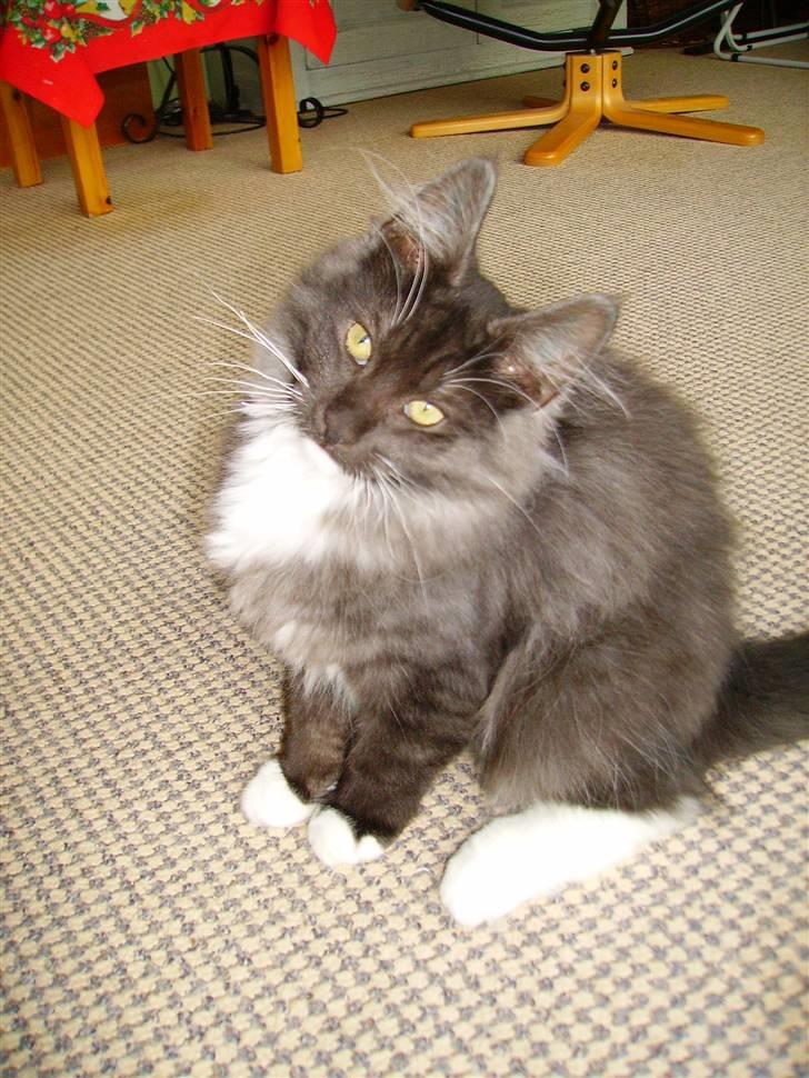 Norsk Skovkat Camissen's Conrad - 11/12 -07 billede 10