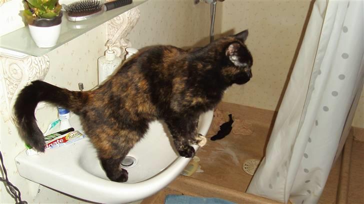 Huskat Sille - jeg ved ikk noget beder ind og sove i vasken<3 billede 1