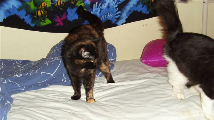 Huskat Sille - sover altid i mors seng<3 billede 2