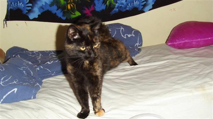 Huskat Sille - ahha efter en dejlig søvn<3 billede 3