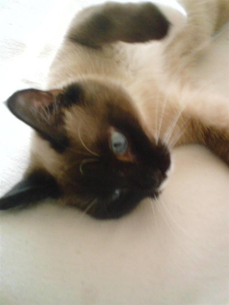 Blanding af racer missen. billede 7