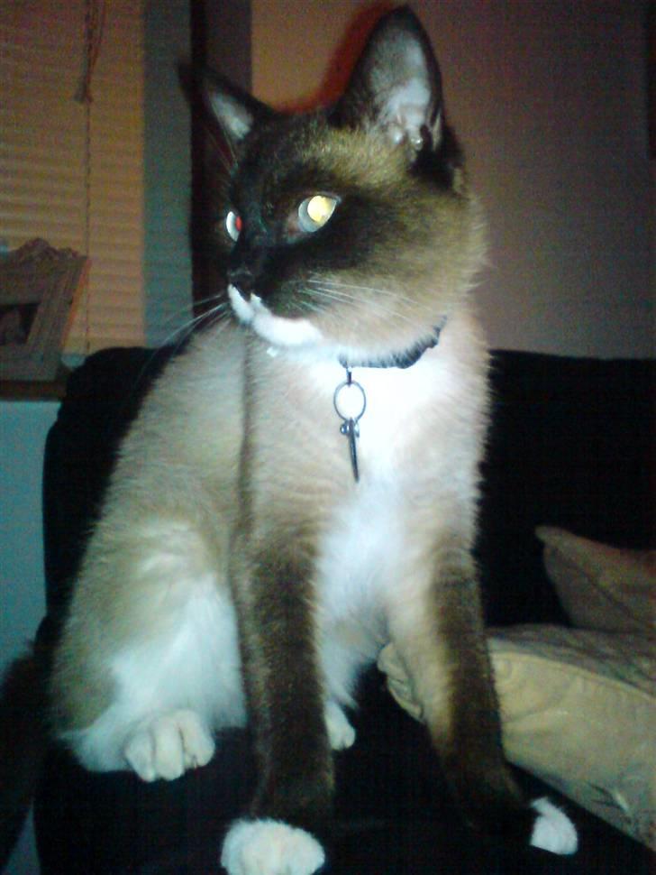 Blanding af racer missen. billede 10