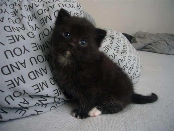 Blanding af racer fået nyt hjem allesammen billede 1