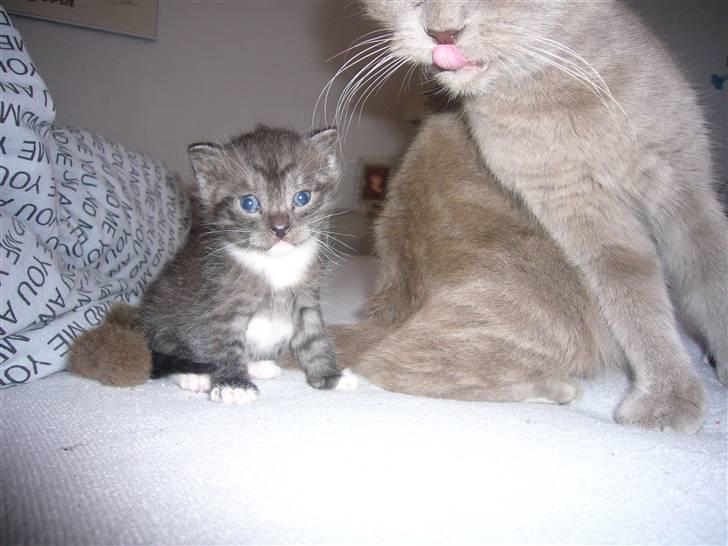 Blanding af racer fået nyt hjem allesammen billede 2