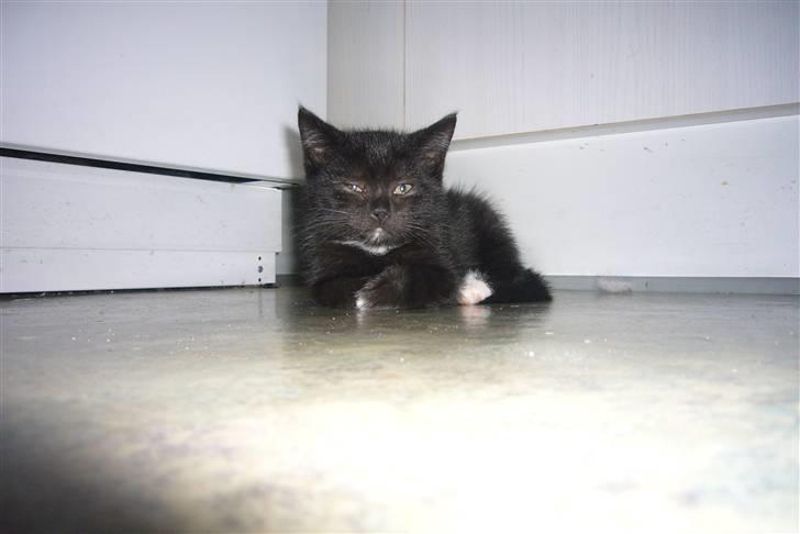 Blanding af racer fået nyt hjem allesammen billede 3