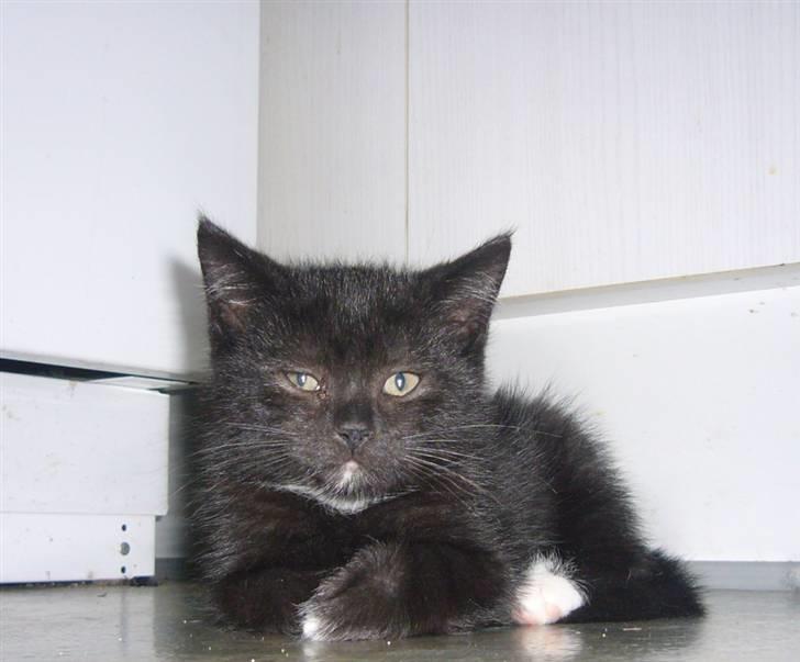 Blanding af racer fået nyt hjem allesammen billede 4